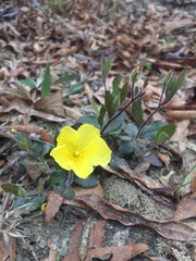 Crocanthemum carolinianum