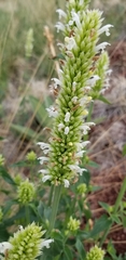 Agastache pallidiflora