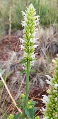 Agastache pallidiflora