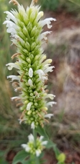 Agastache pallidiflora