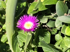 Carpobrotus dimidiatus