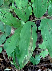 Synchysa tricincta