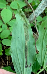 Synchysa tricincta