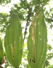 Synchysa tricincta