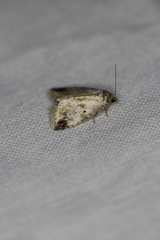 Maliattha synochitis