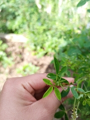 Crotalaria vitellina