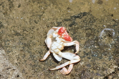 Grapsus tenuicrustatus