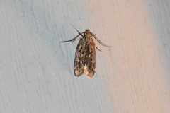 Martyringa latipennis