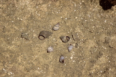 Littoraria pintado