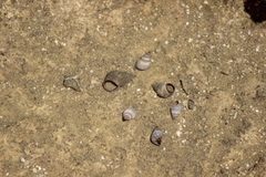 Littoraria pintado