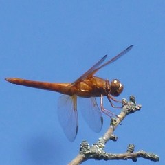 Libellula croceipennis