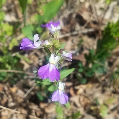 Collinsia violacea