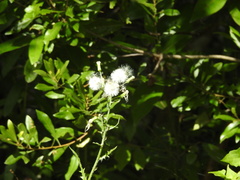Erechtites hieraciifolius image