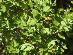 Baccharis halimifolia image
