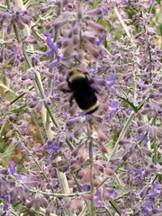 Bombus