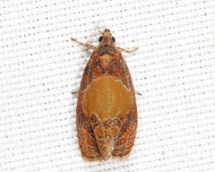 Olethreutes osmundana