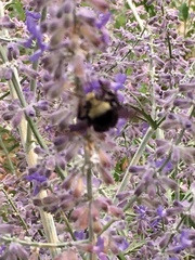 Bombus