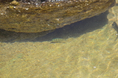 Acanthurus triostegus sandvicensis