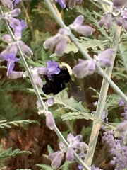 Bombus