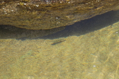Acanthurus triostegus sandvicensis
