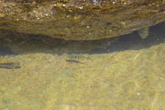 Acanthurus triostegus sandvicensis