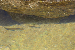 Acanthurus triostegus sandvicensis