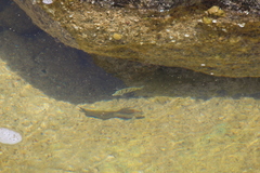 Acanthurus triostegus sandvicensis