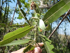 Salix caroliniana