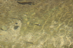 Acanthurus triostegus sandvicensis