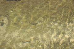 Acanthurus triostegus sandvicensis