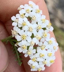 Gemeine Schafgarbe (Achillea millefolium): Herkunft und Verwendung — Foto 2