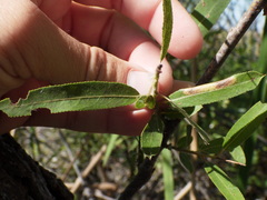 Salix caroliniana