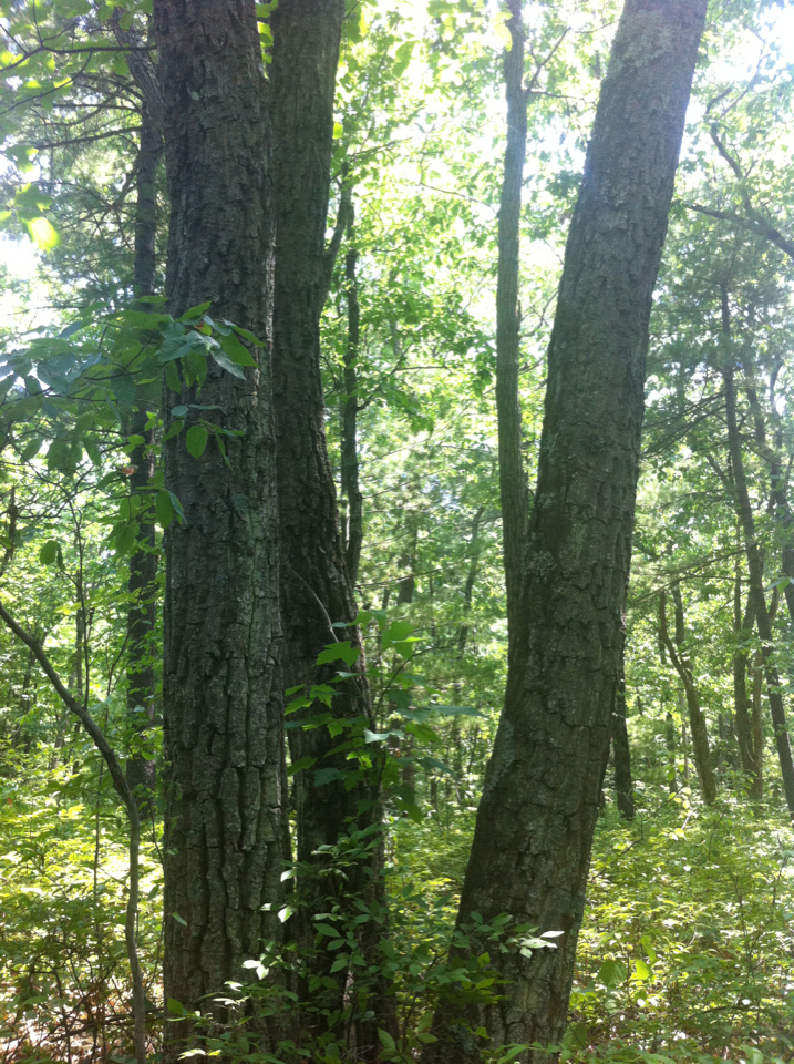 Chestnut Oak (Oaks of New England) · iNaturalist