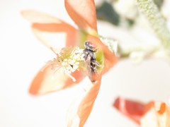 Macrotera latior