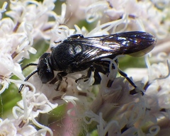 Hylaeus schwarzii
