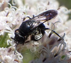Hylaeus schwarzii
