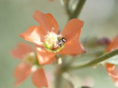 Macrotera latior