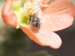 Macrotera latior