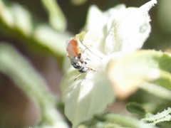 Perdita chamaesarachae