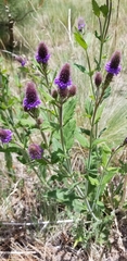 Verbena macdougalii