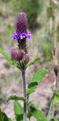 Verbena macdougalii