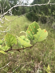Crataegus triflora