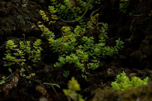 Peperomia berlandieri, photograph 5
