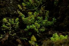 Peperomia berlandieri, photograph (c) Oscar Israel Rodríguez Ortiz, some rights reserved (CC BY)