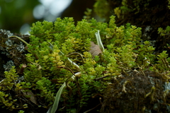 Peperomia berlandieri, photograph (c) Oscar Israel Rodríguez Ortiz, some rights reserved (CC BY)