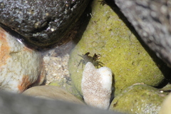 Grapsus tenuicrustatus