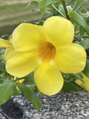 Allamanda cathartica