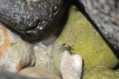 Grapsus tenuicrustatus