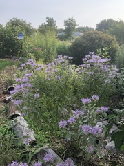 Monarda fistulosa