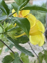Allamanda cathartica
